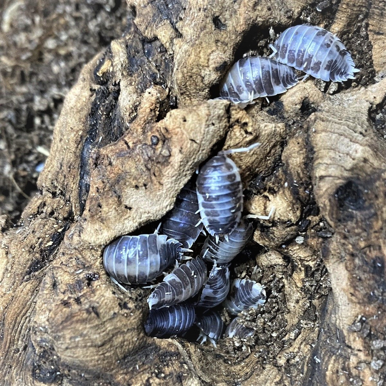 12+ Milkback Isopods (P. laevis)