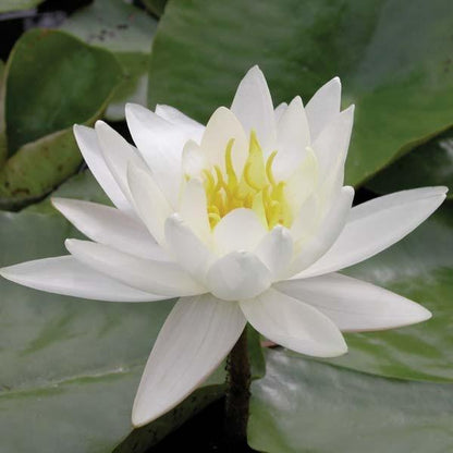 Nymphaea 'Moondance' White Hardy Water Lily Rhizome | Winter-Hardy Live Pond Plant | MiceDirect