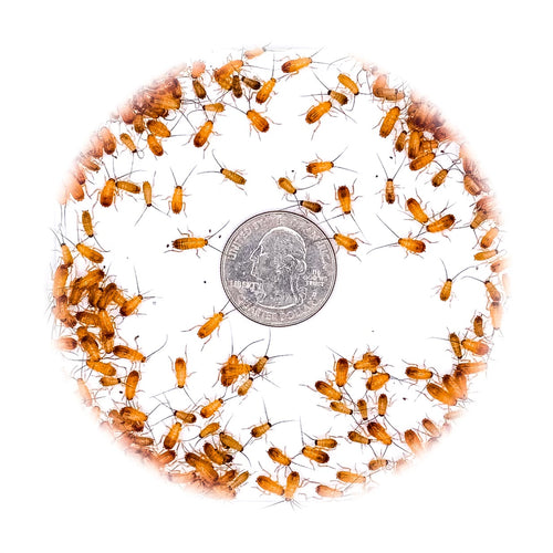 1/8" Extra Small Red Runner Nymphs