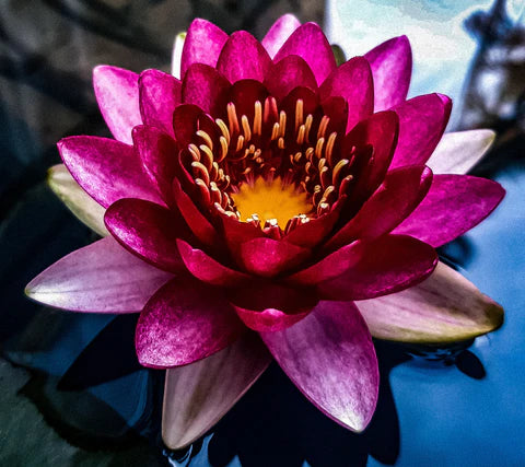 睡莲“几乎是黑色的”睡莲 - 斯洛库姆耐寒发芽块茎根茎