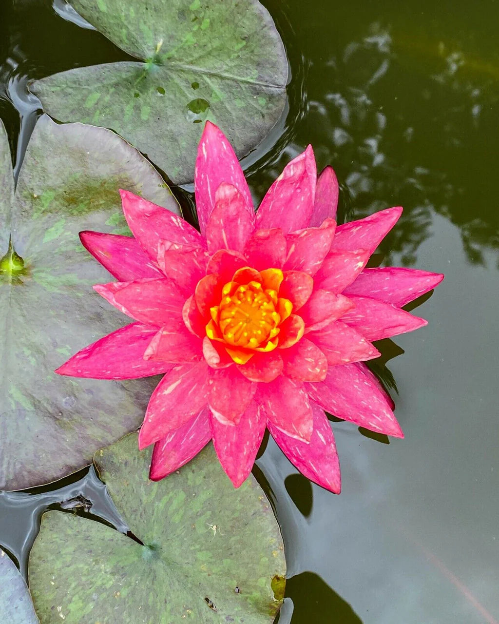 Nymphaea 'Wanvisa' Pink Hardy Water Lily Rhizome | Winter-Hardy Nymphaea 'Wanvisa' Pink Hardy Water Lily Rhizome | Winter-Hardy