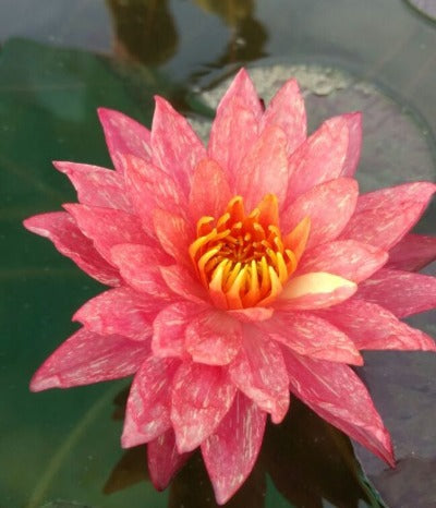 Nymphaea 'Wanvisa' Pink Water Lily (Winter-Hardy) - Sprouted Tuber/Rhizome