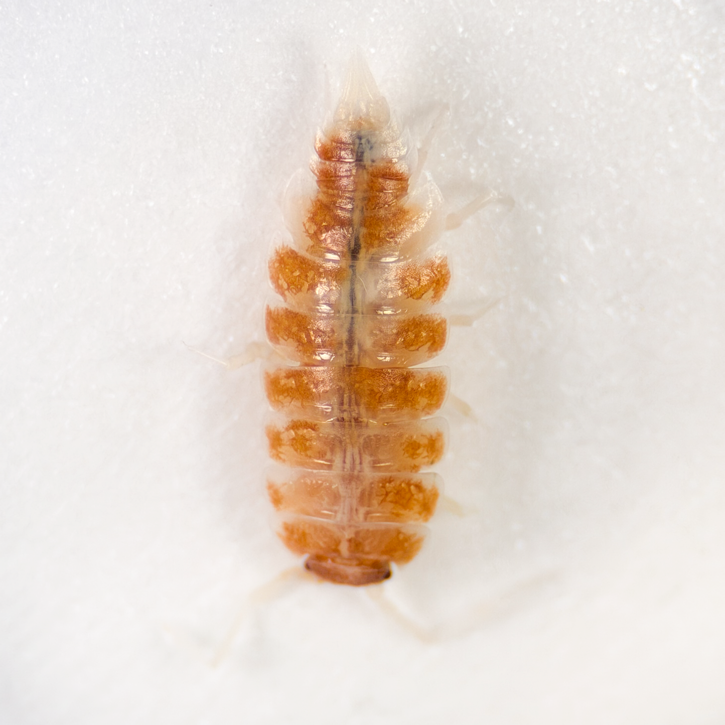 Porcellionides pruinosus 'Orange Cream'