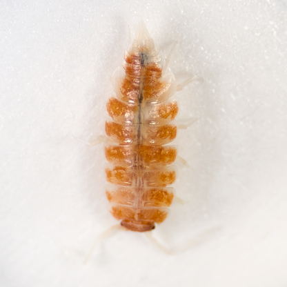 Porcellionides pruinosus 'Orange Cream'