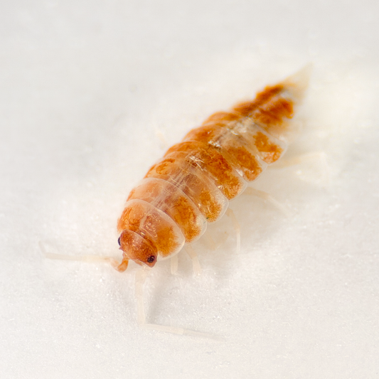 Porcellionides pruinosus 'Orange Cream'