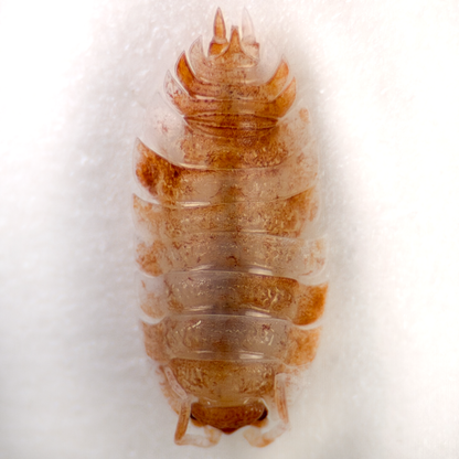 Porcellio scaber 'Orange Koi'