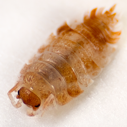 Porcellio scaber 'Orange Koi'