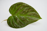 Philodendron 'Majestic' (2-Pack)