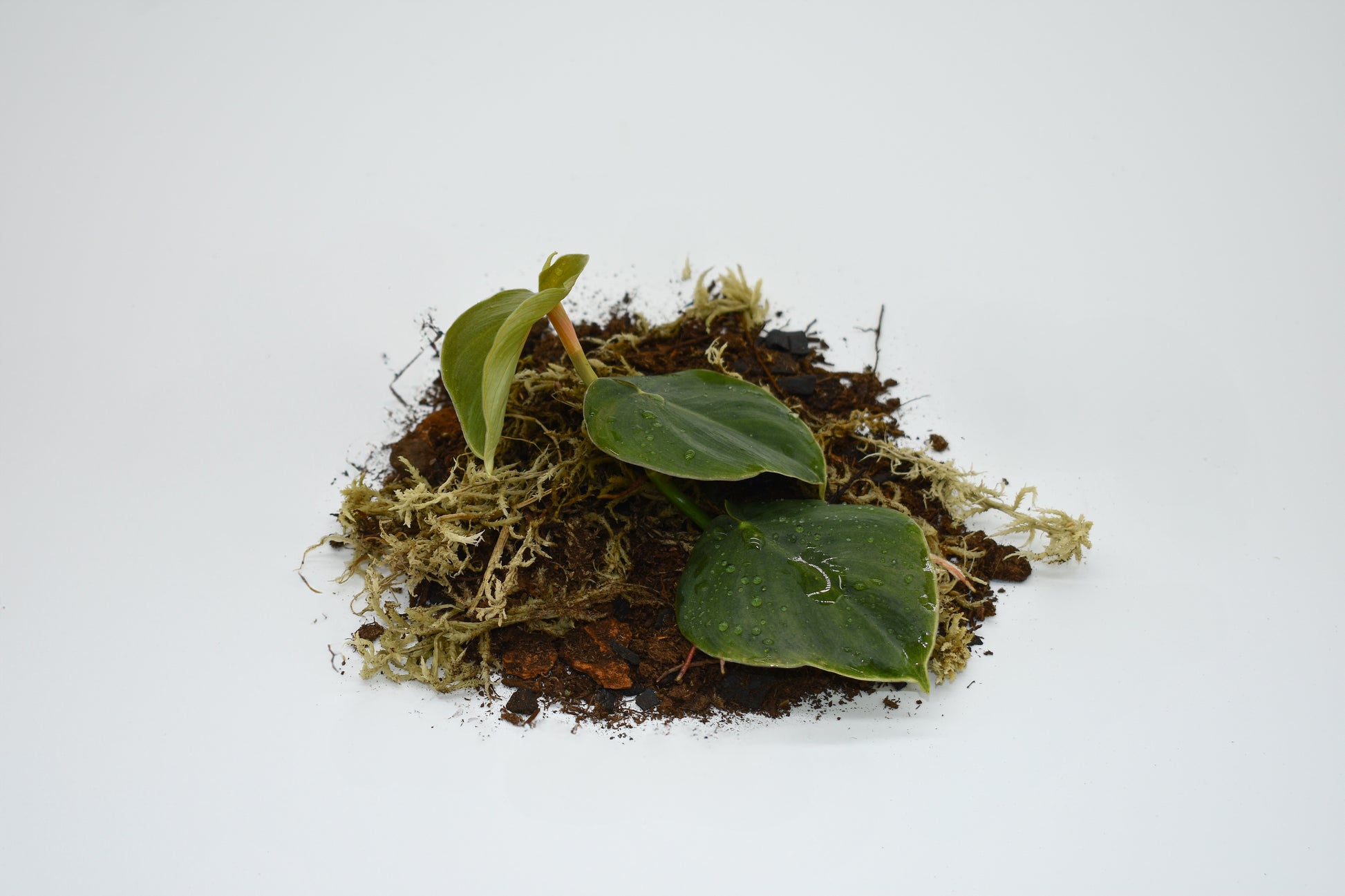 philodendron quelelii round Philodendron Round Foliage – MiceDirect