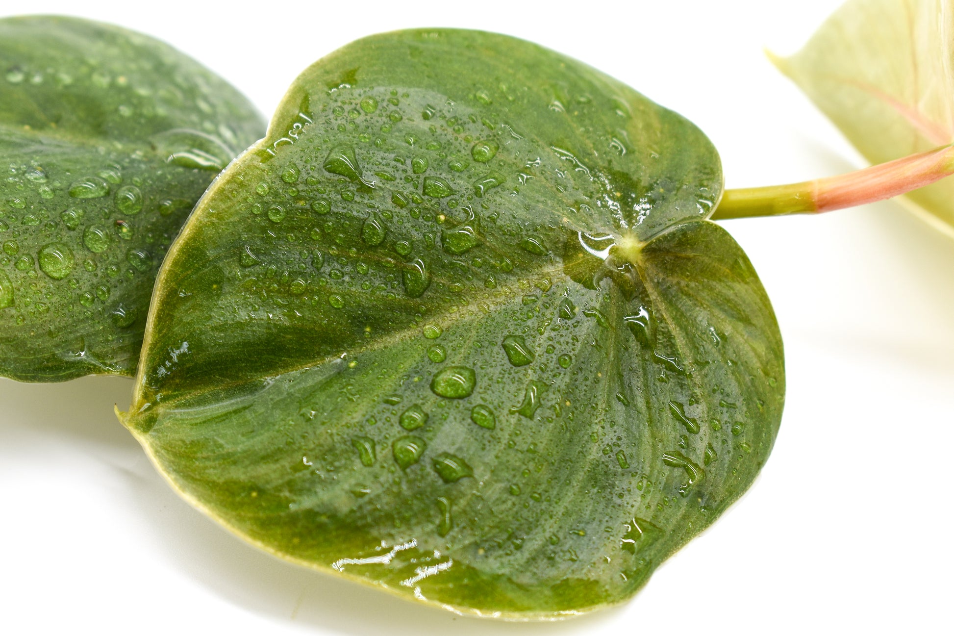 philodendron round leaves Philodendron Round Foliage