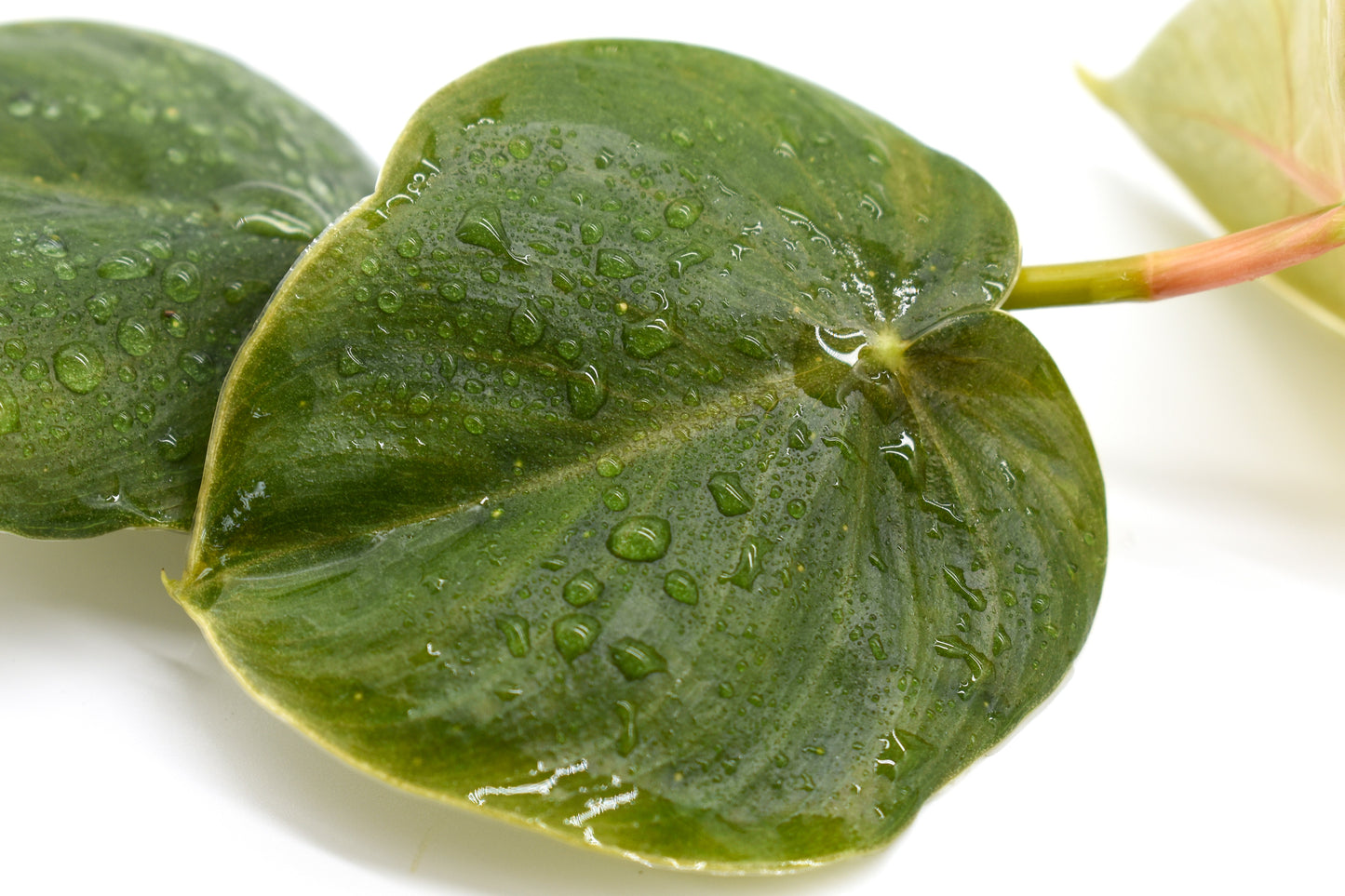 Philodendron Round Foliage