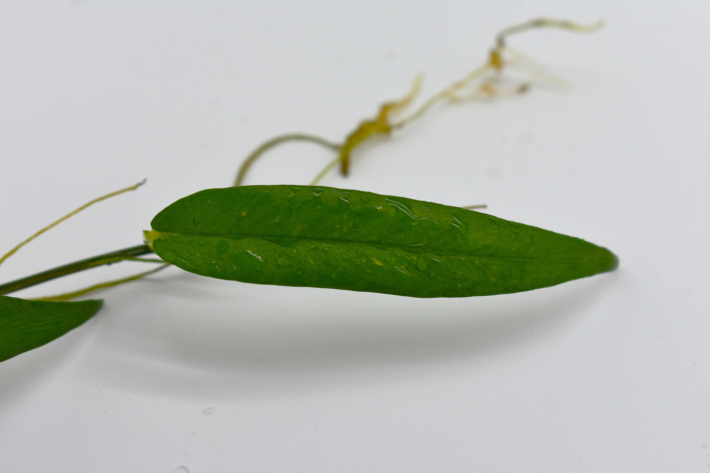 Philodendron chinchamayense