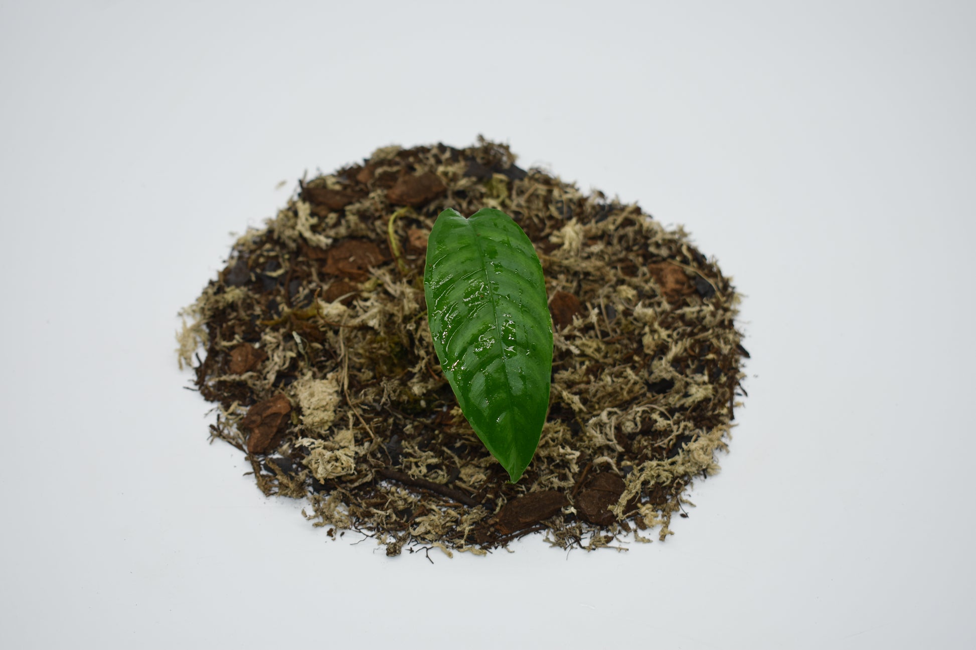 philodendron inaequilaterum Philodendron inaequilaterum