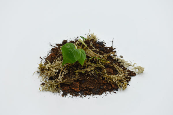 philodendron micans soil propagation Philodendron micans – MiceDirect