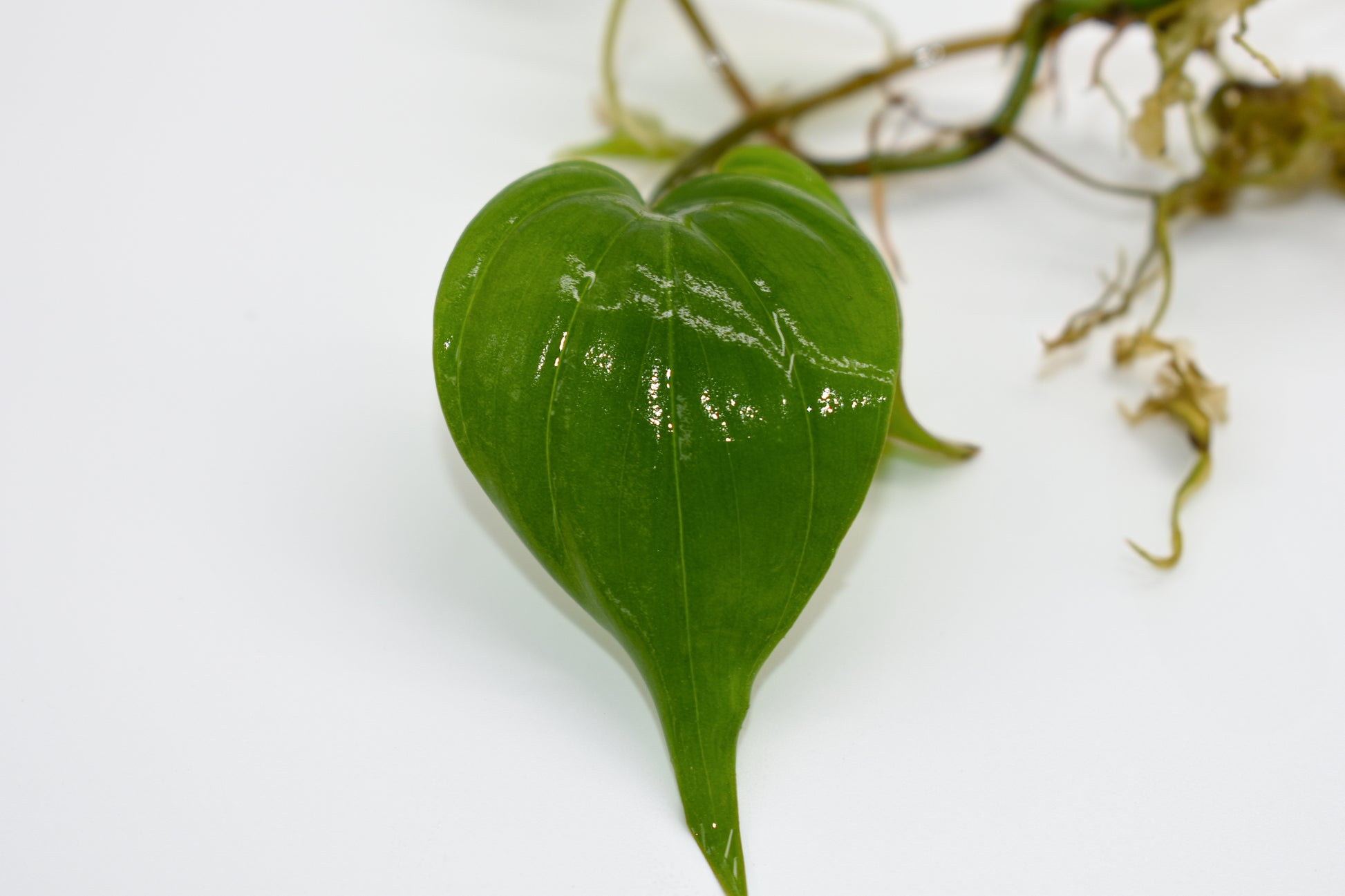 philodendron micans green Philodendron micans – MiceDirect