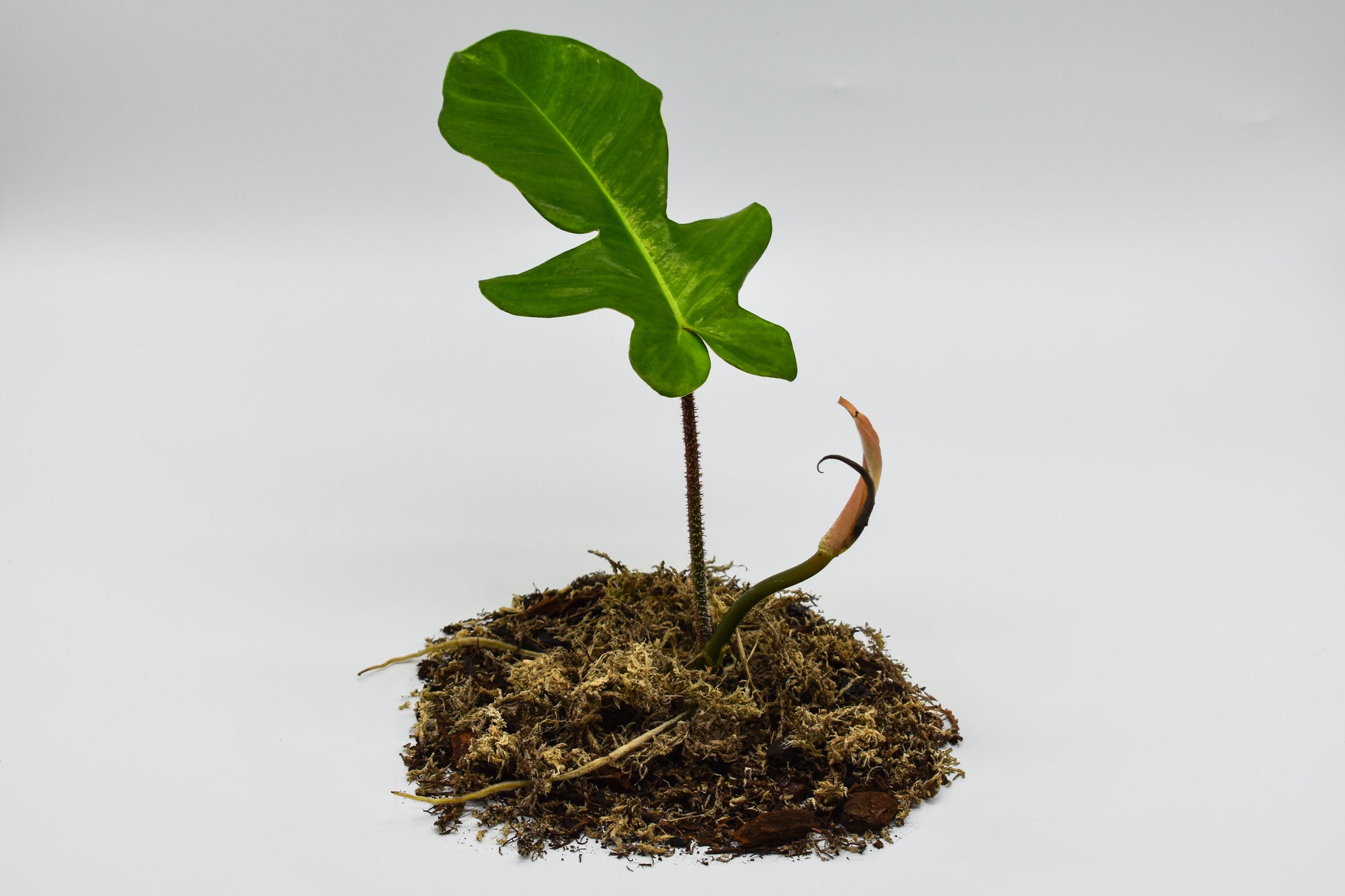 is philodendron squamiferum rare Philodendron squamiferum