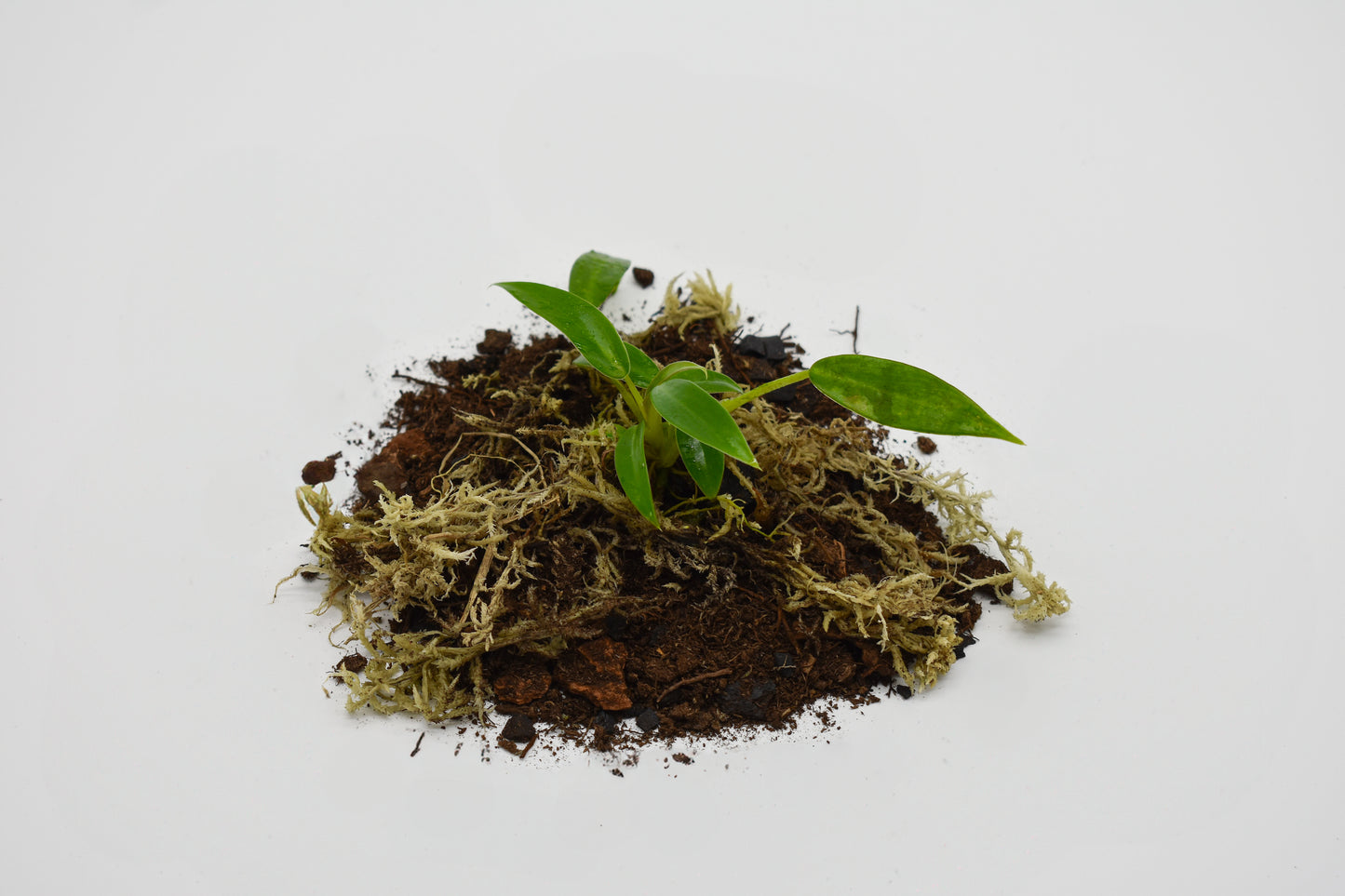 wend imbe philodendron Philodendron Wend-imbe – MiceDirect