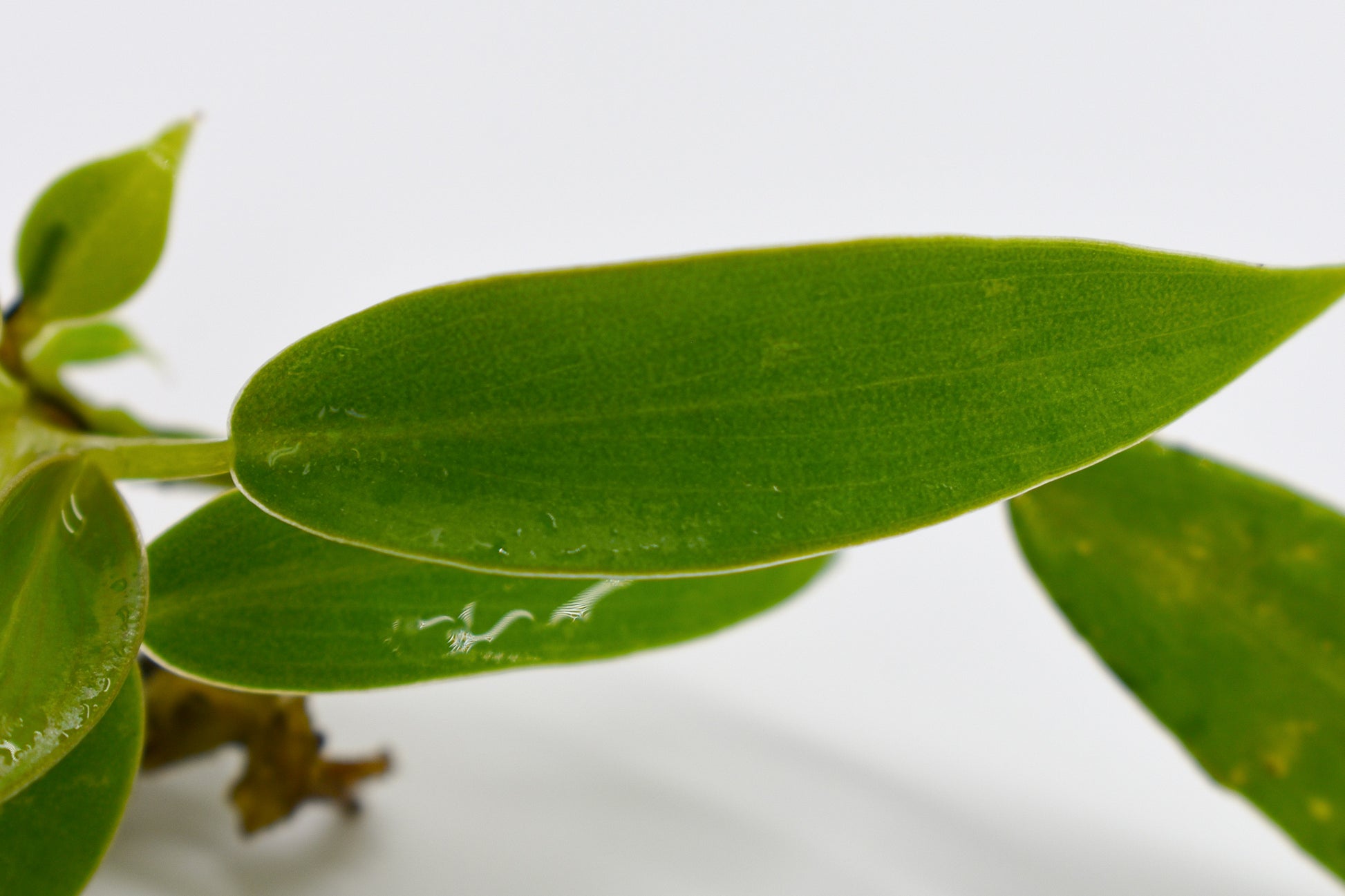 philodendron imbe Philodendron Wend-imbe – MiceDirect