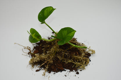 Pothos Global Green