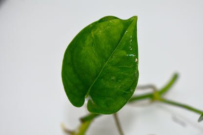 Pothos Global Green