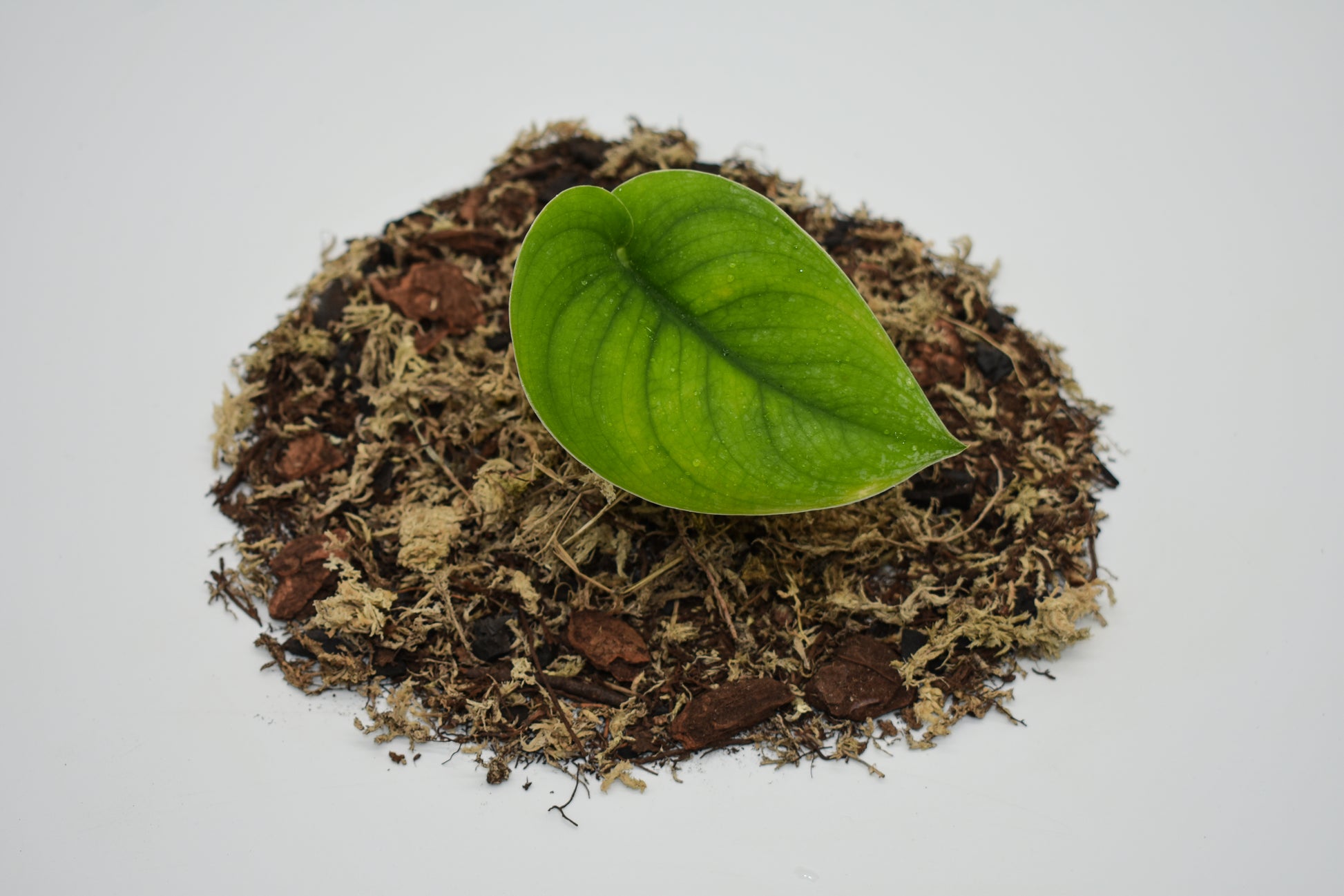 satin pothos soil type Pothos Jade Satin