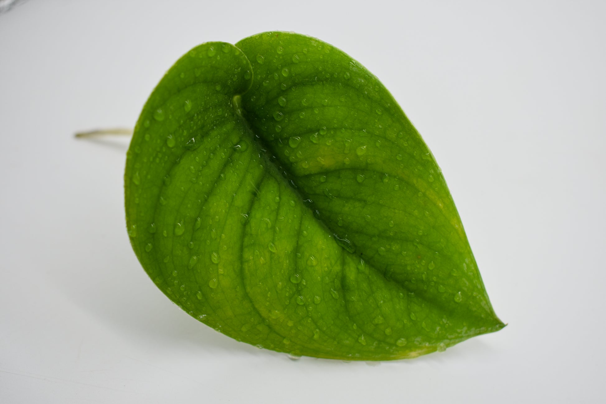 jade satin pothos Pothos Jade Satin – MiceDirect
