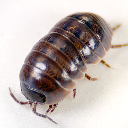 Armadillidium vulgare 'Punta Cana'
