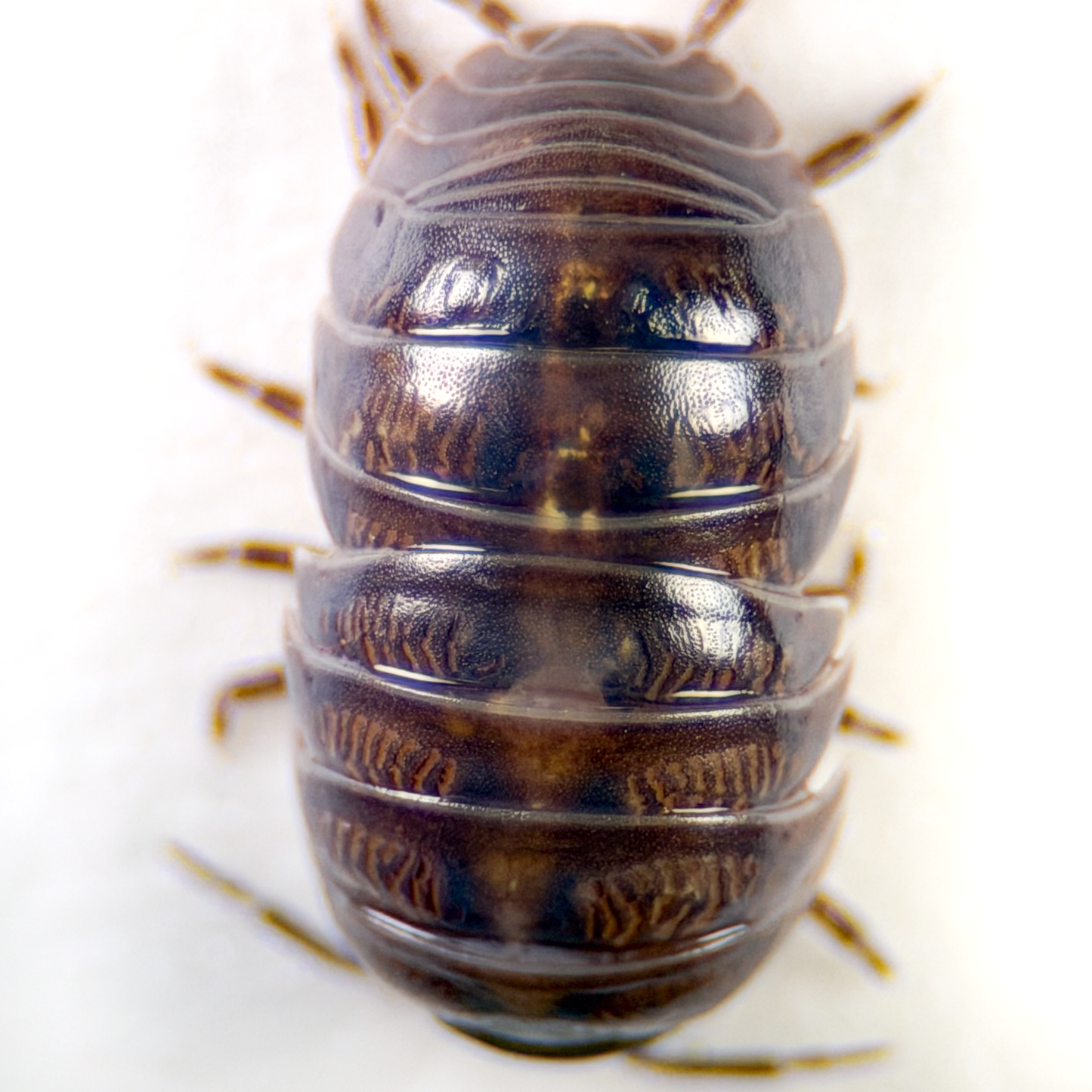 Armadillidium vulgare 'Punta Cana'