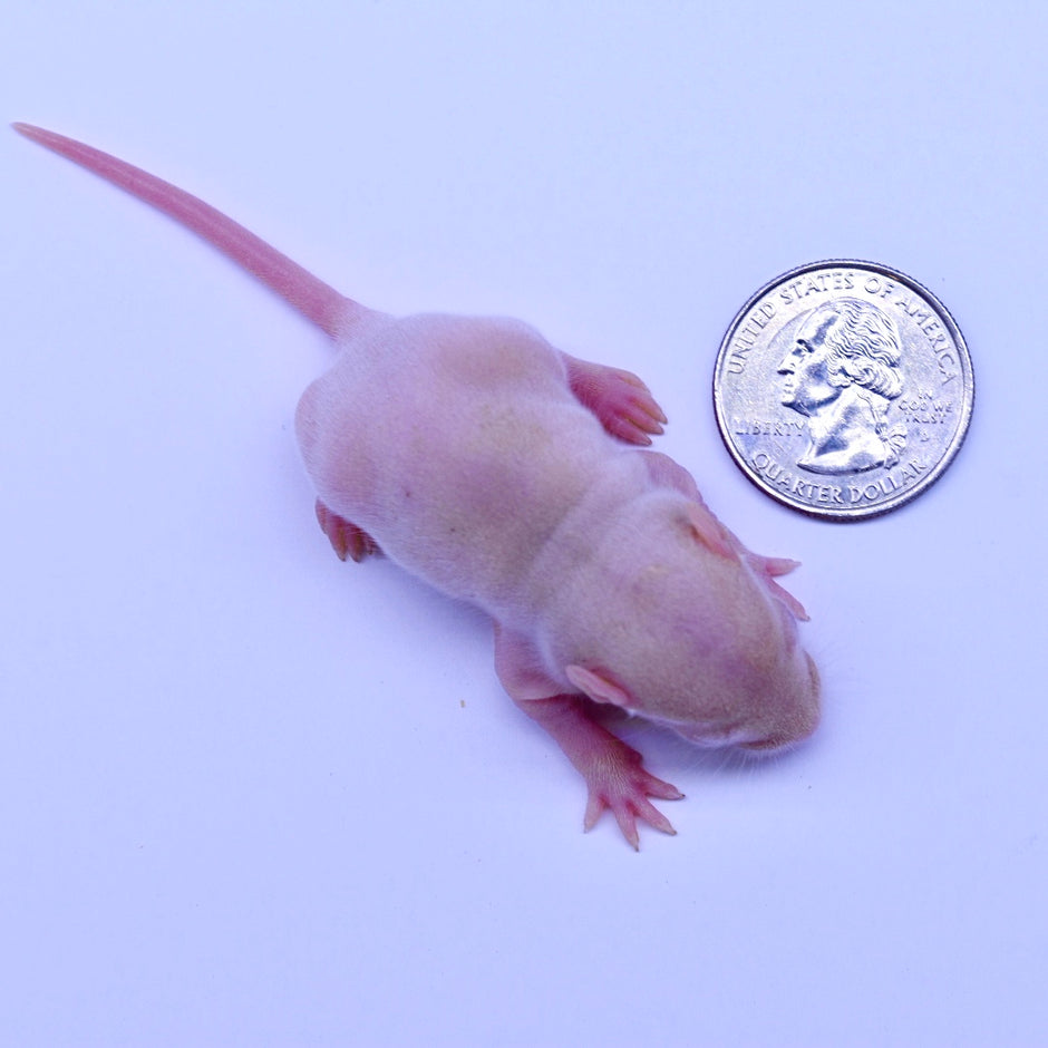 Premium Rats for Reptiles - Premium Fresh Frozen Snake Food Feeders ...