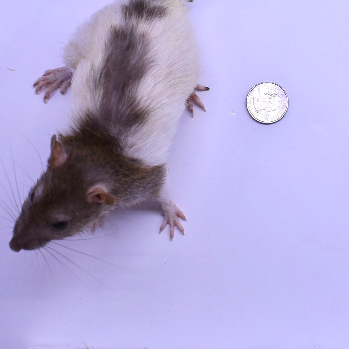 Premium Medium & Large Rat Combo Pack | Premium Frozen Feeder Rats | F ...