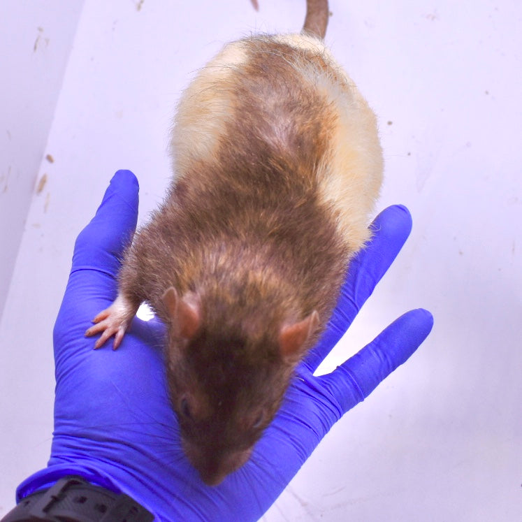 Rat Mammoths for Reptiles - Premium Fresh Frozen Snake Food Feeders ...