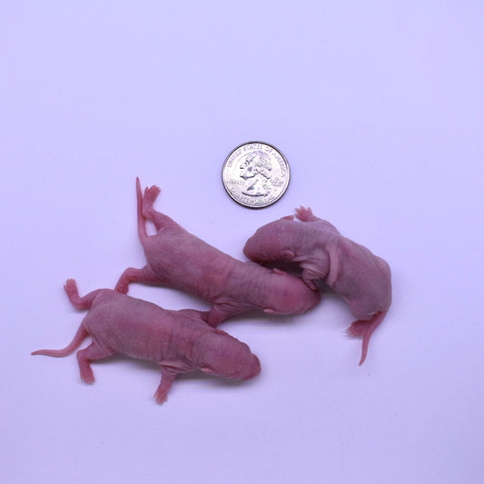 Rat Pinkies Frozen Snake Food