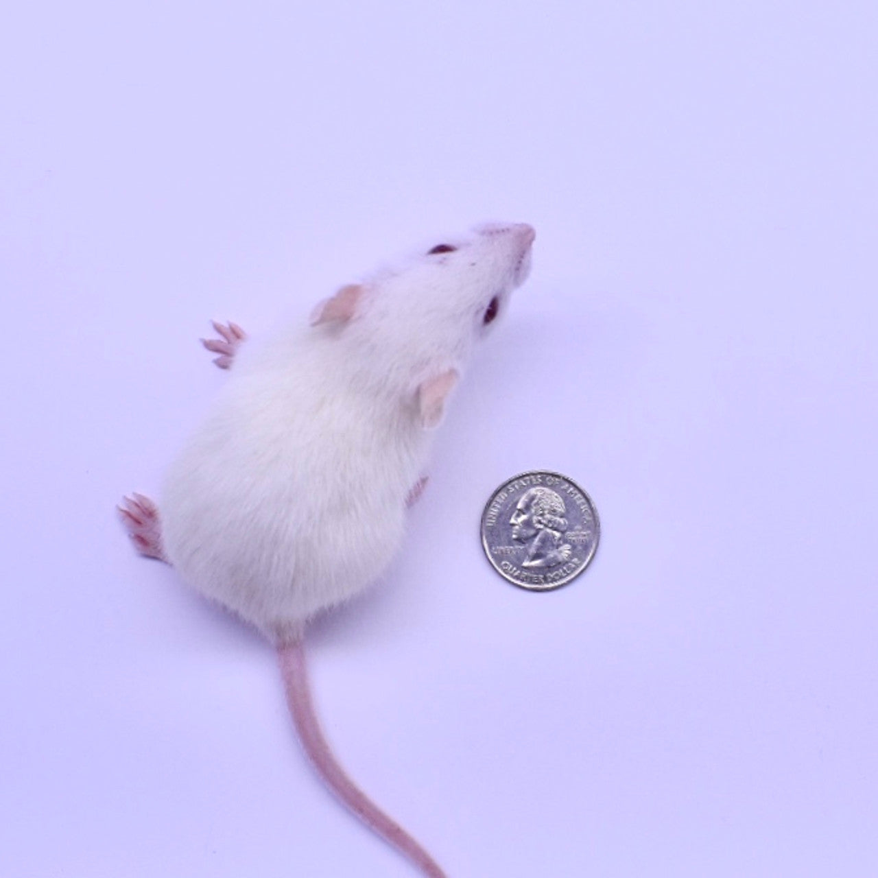 Post Thaw Feeding Protocol For Rat Pups photo