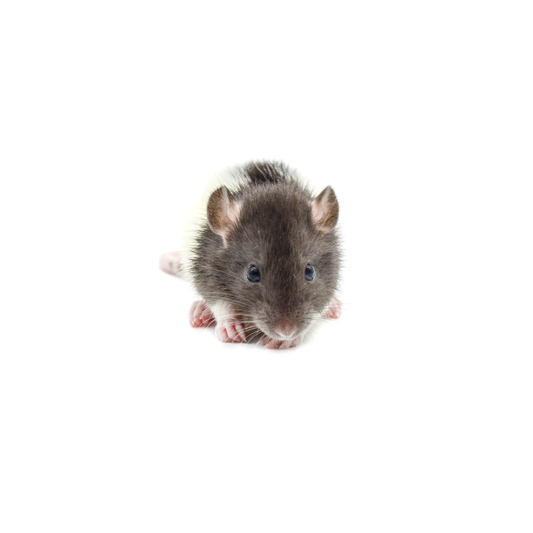 Rat Weanlings