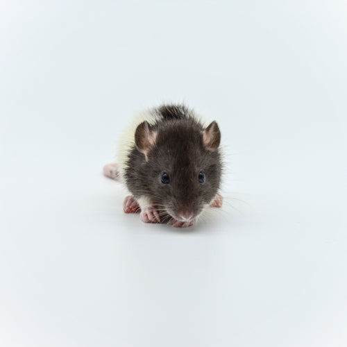 Rat Weanlings