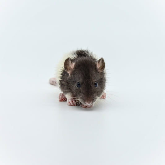 Rat Weanlings