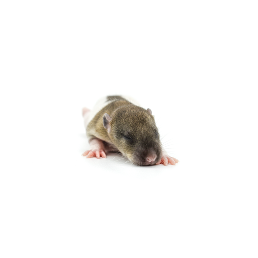 Rat Pups