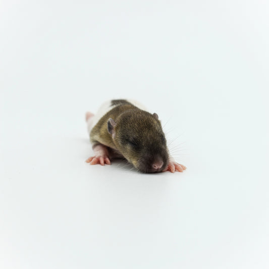 Rat Pups