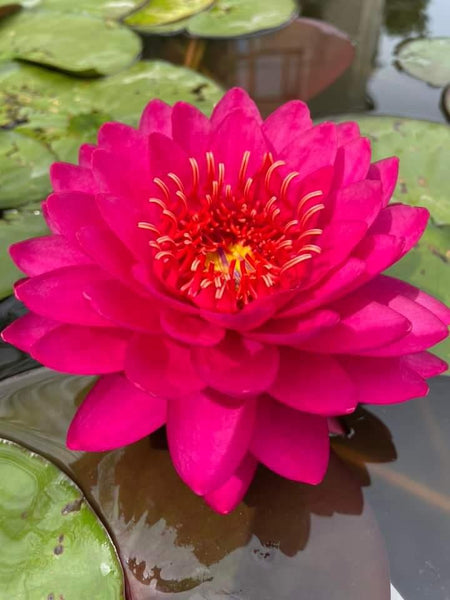Ｌily  lris Nymphaea 'Razz Berry' Hardy Water Lily Rhizome | Winter-Hardy | MD