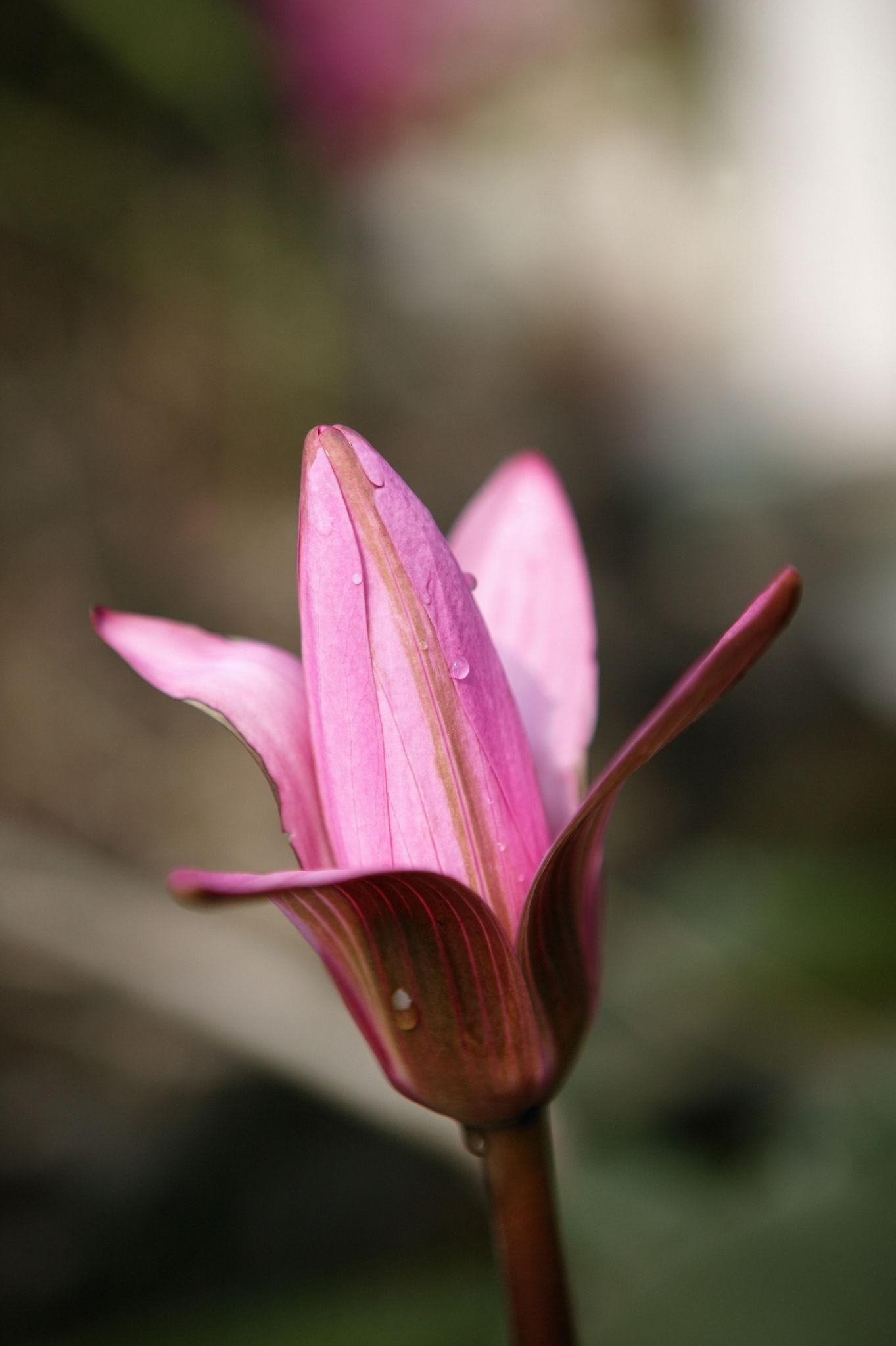 Nymphaea 'Razz Berry' Hardy Water Lily Rhizome | Winter-Hardy | MD
