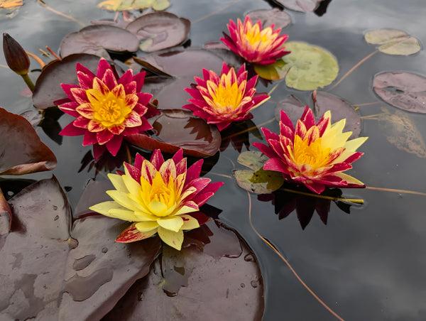 Nymphaea 'Razz Berry' Hardy Water Lily Rhizome | Winter-Hardy | MD