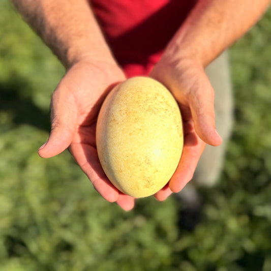 Fertilized Rhea Hatching Eggs