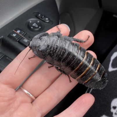 Female Black Tiger Roaches