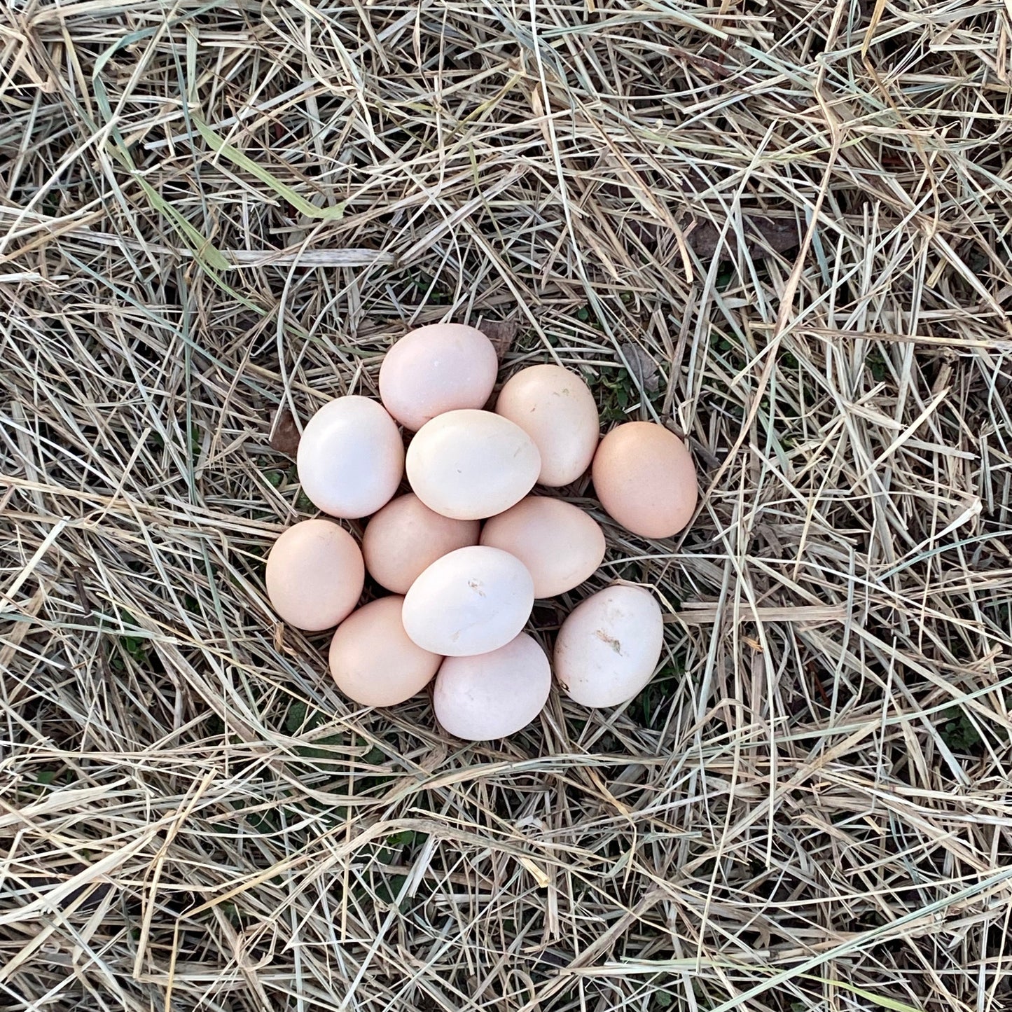 Fertilized Malaysian Serama Chicken Hatching Eggs