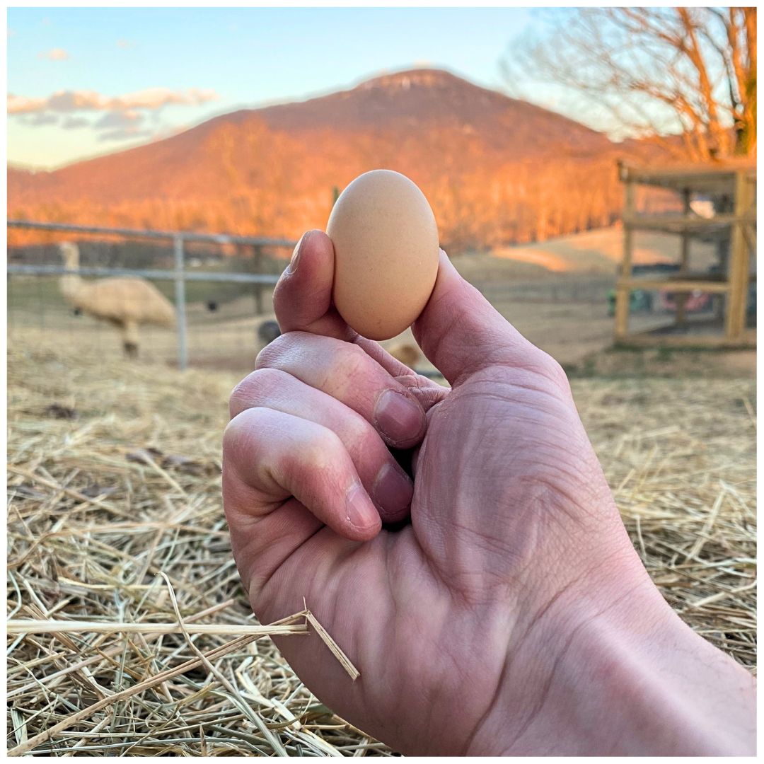 Fertilized Malaysian Serama Chicken Hatching Eggs