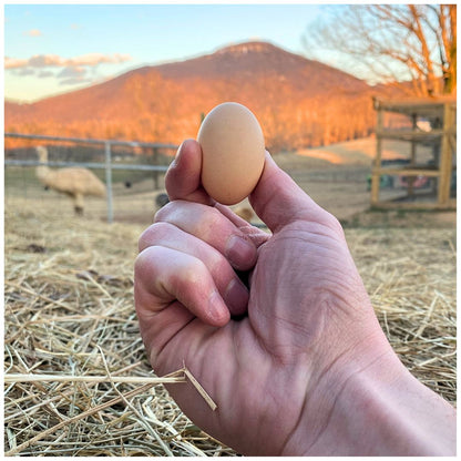 Fertilized Malaysian Serama Chicken Hatching Eggs