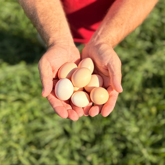 Fertilized Malaysian Serama Chicken Hatching Eggs