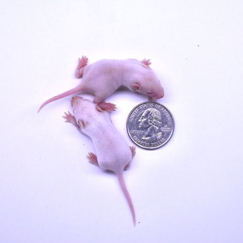 Mice Small Fuzzies
