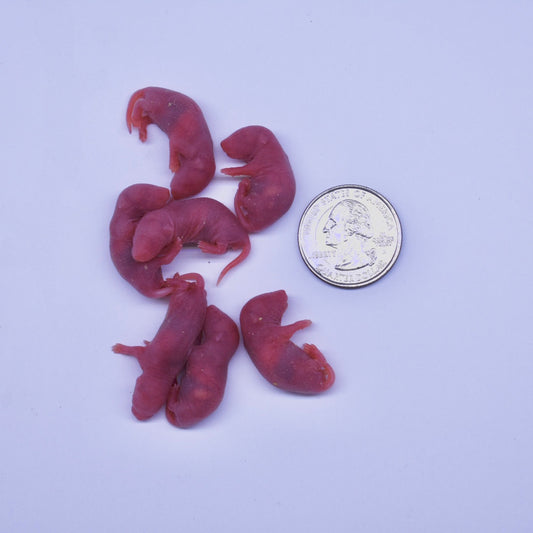 Small Pinkie Mice Frozen Snake Food