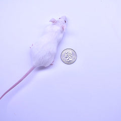 Mice Small Adults
